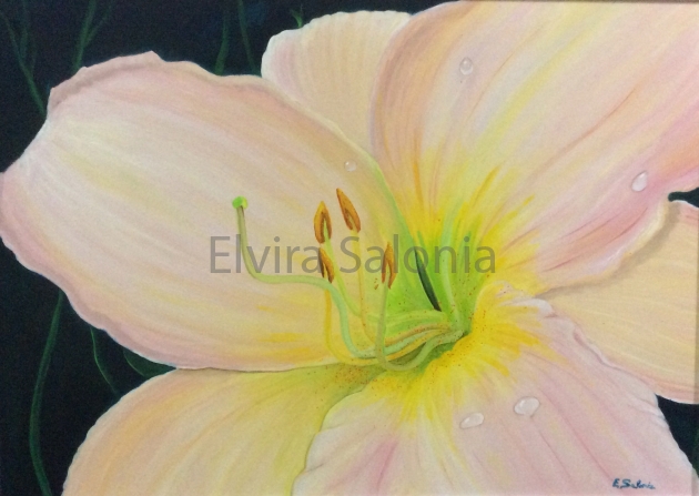 Lilium rosa