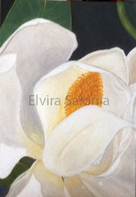 Magnolia bianca