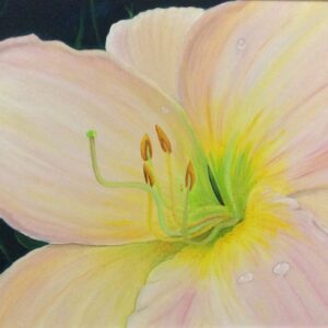 "Lilium rosa"