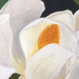 "Magnolia bianca"